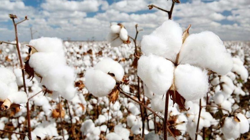 ‘Pamuktan podyuma’ sloganı ile 26 fabrika, tekstil üretimine katkı sağlıyor
